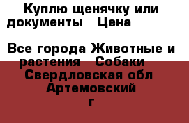 Куплю щенячку или документы › Цена ­ 3 000 - Все города Животные и растения » Собаки   . Свердловская обл.,Артемовский г.